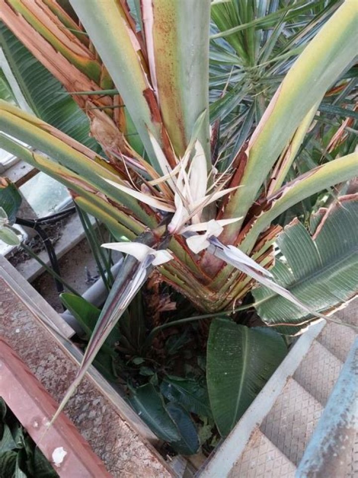 How do you grow ravenala Madagascariensis