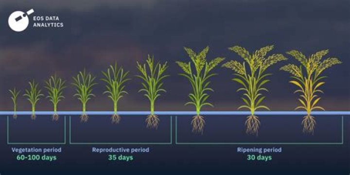 How much rice does Australia produce per year