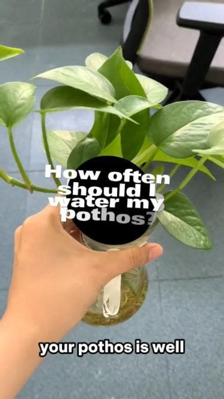 How often should I water my marble pothos