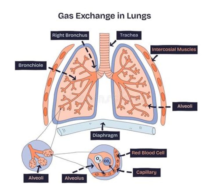 Is gas exchange in the lungs simple diffusion