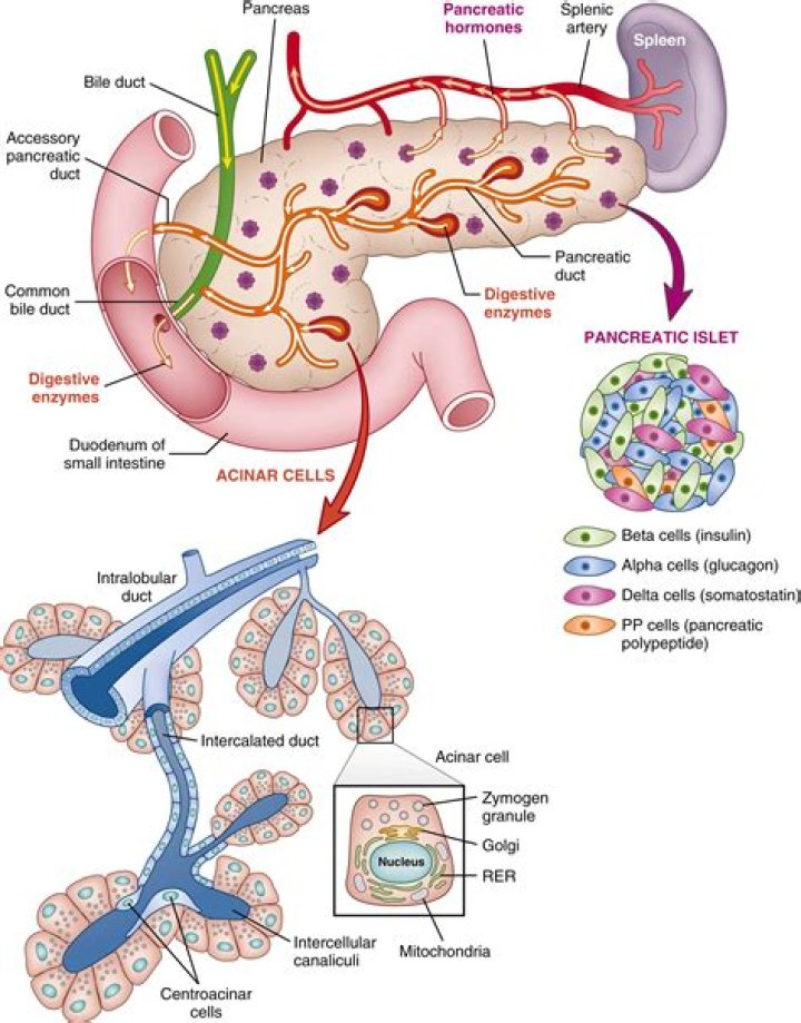 Is the pancreas positive or negative feedback