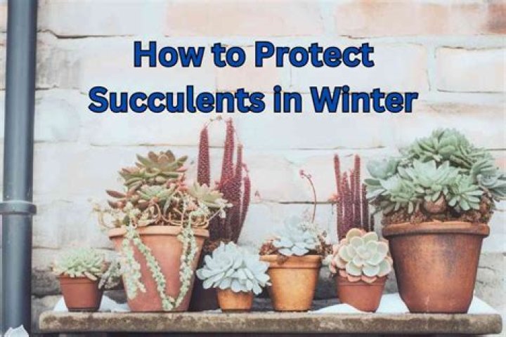 Should I bring my succulents inside in winter