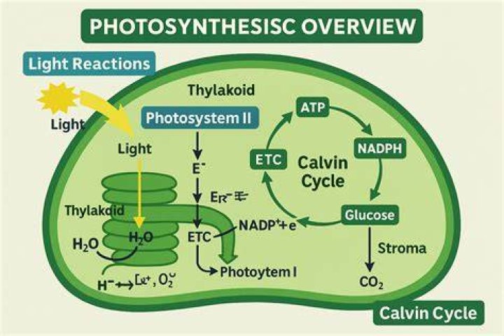 What are the steps of light reaction in order