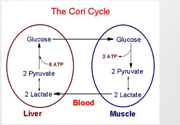 What is the purpose of the Cori cycle quizlet
