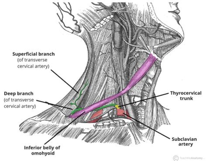 What muscles does deep cervical artery supply